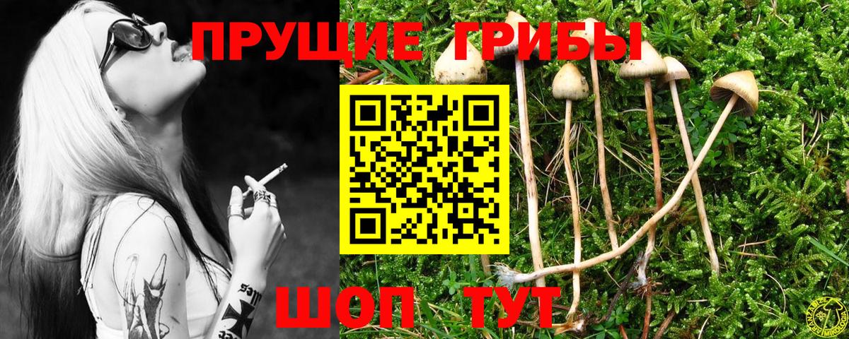 Псилоцибиновые грибы Psilocybe  Вход с VPN  Лысьва 